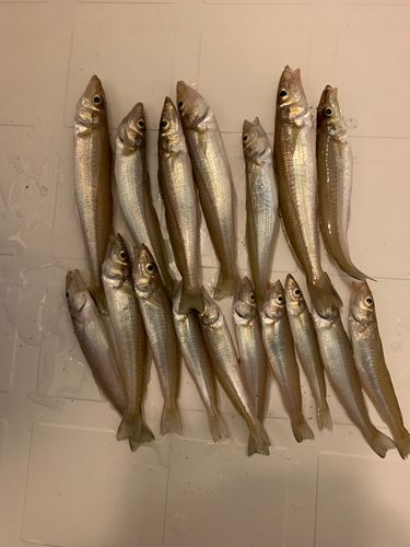 キスの釣果
