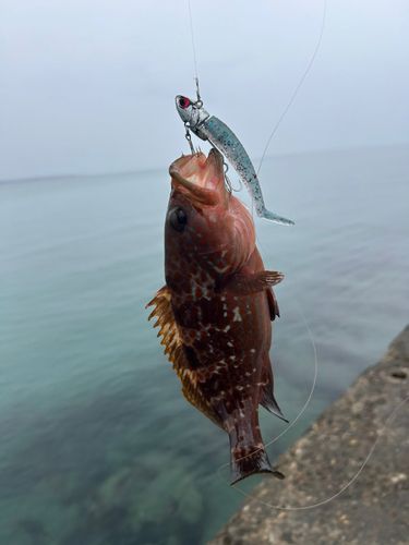 キジハタの釣果