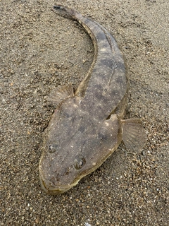 マゴチの釣果