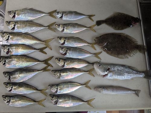 アジの釣果