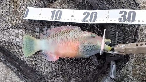 ミツバモチノウオの釣果