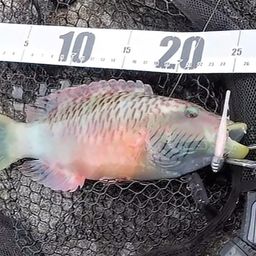 ミツバモチノウオ