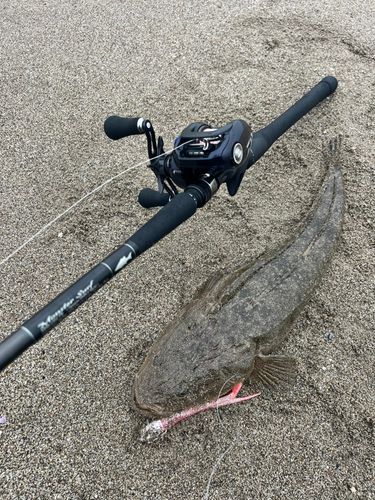 マゴチの釣果