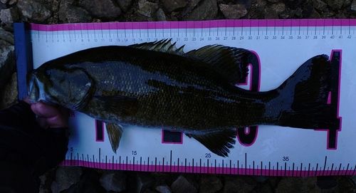 スモールマウスバスの釣果