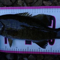 スモールマウスバス