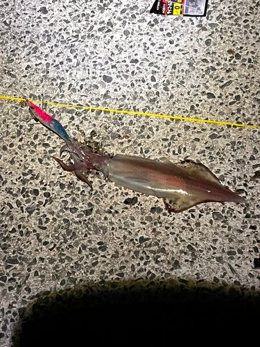 ケンサキイカの釣果