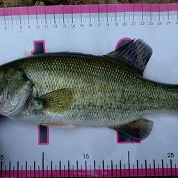 スモールマウスバス