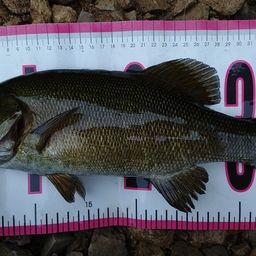 スモールマウスバス