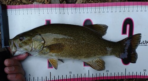 スモールマウスバスの釣果