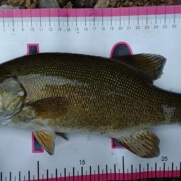 スモールマウスバス