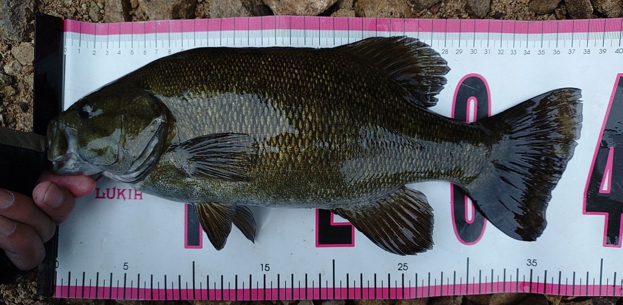 スモールマウスバス