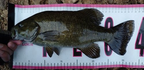 スモールマウスバスの釣果