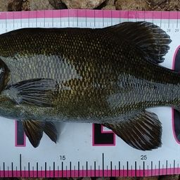 スモールマウスバス