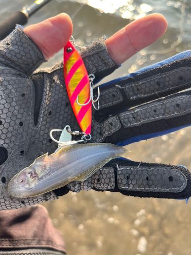 シタビラメの釣果