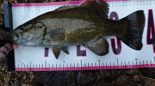 スモールマウスバスの釣果