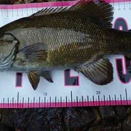 スモールマウスバス