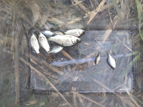タイリクバラタナゴの釣果