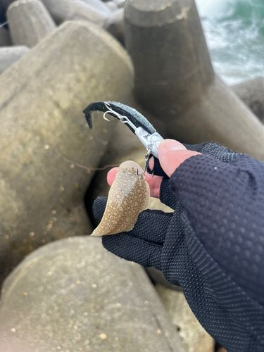 シタビラメの釣果