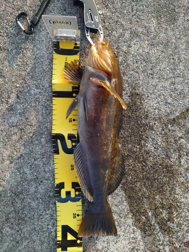 アイナメの釣果