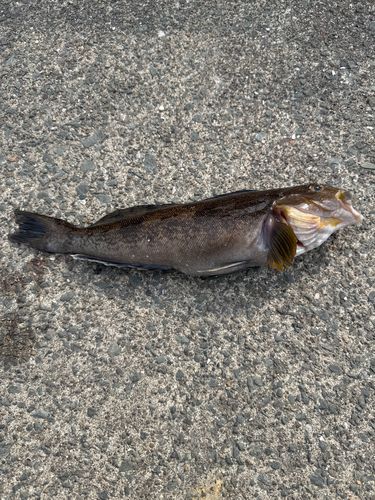 アイナメの釣果