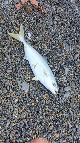 ワカシの釣果