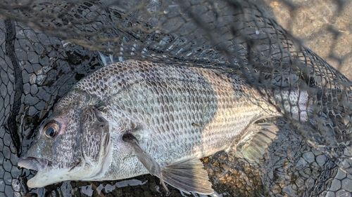 チヌの釣果