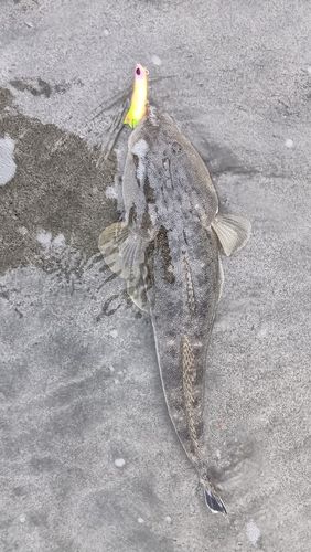 マゴチの釣果