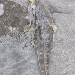 マゴチ