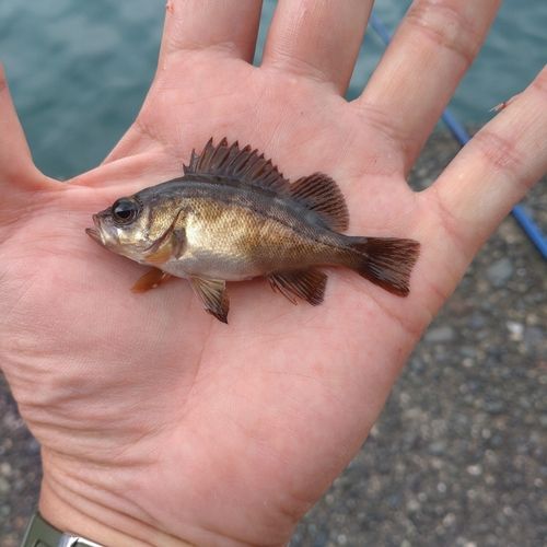 メバルの釣果