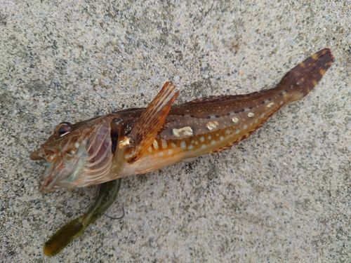 アナハゼの釣果
