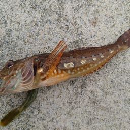 アナハゼ