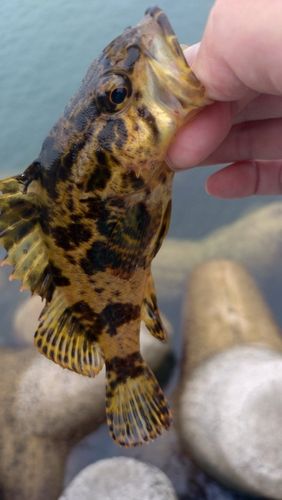 タケノコメバルの釣果