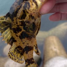 タケノコメバル