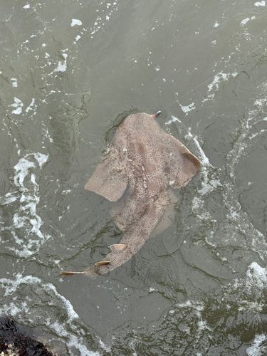 カスザメの釣果