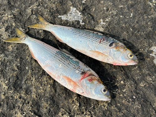 コノシロの釣果