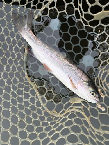 レインボートラウトの釣果