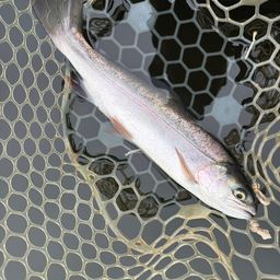 レインボートラウト