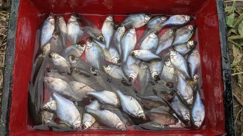 タイリクバラタナゴの釣果