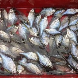 タイリクバラタナゴ