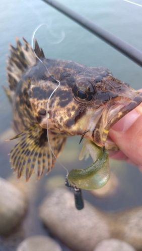 タケノコメバルの釣果