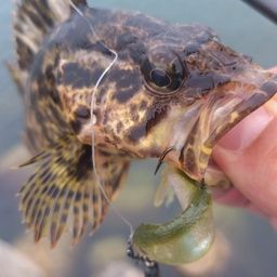 タケノコメバル