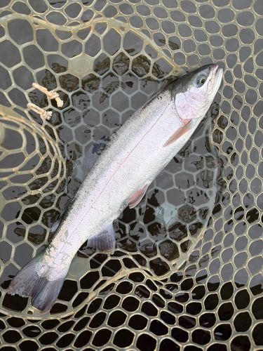 レインボートラウトの釣果