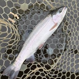 レインボートラウト