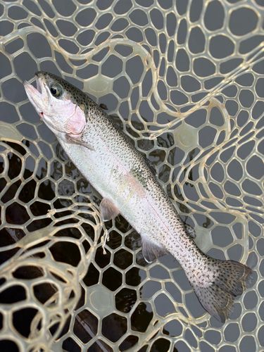レインボートラウトの釣果