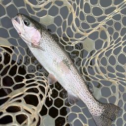 レインボートラウト