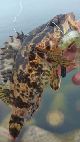 タケノコメバルの釣果