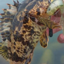 タケノコメバル