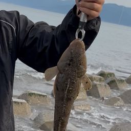 マゴチ