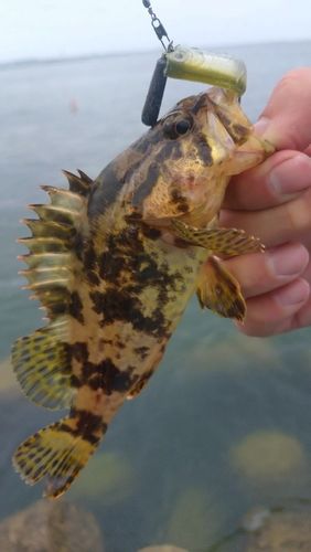 タケノコメバルの釣果