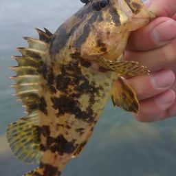 タケノコメバル